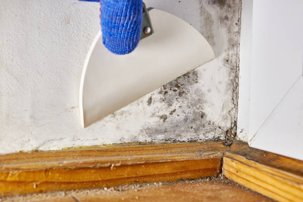 Trusted Waller, WA Mold Removal Experts